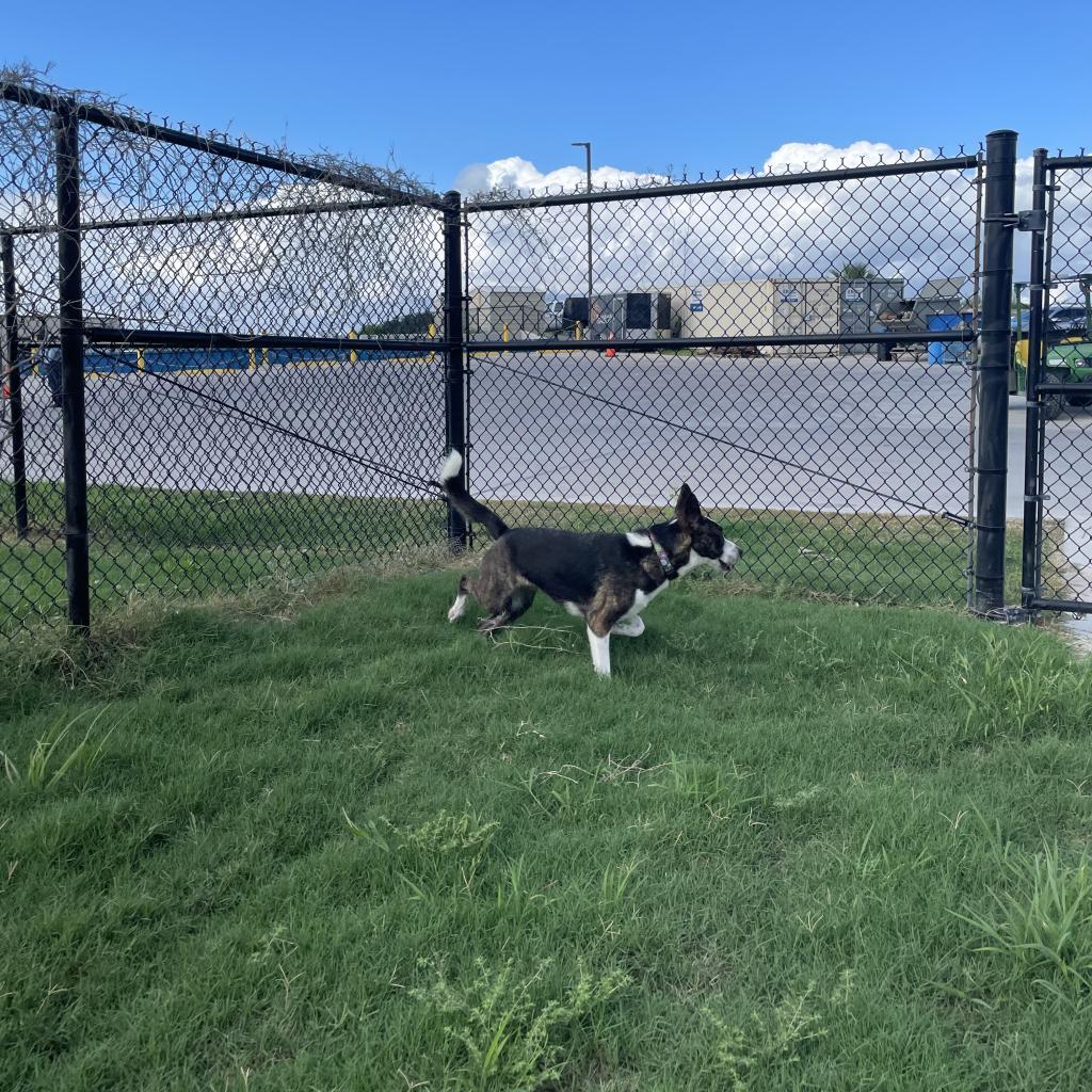 Sophie, a Adoptable mixed breed in Corpus Christi, TX image 1/6