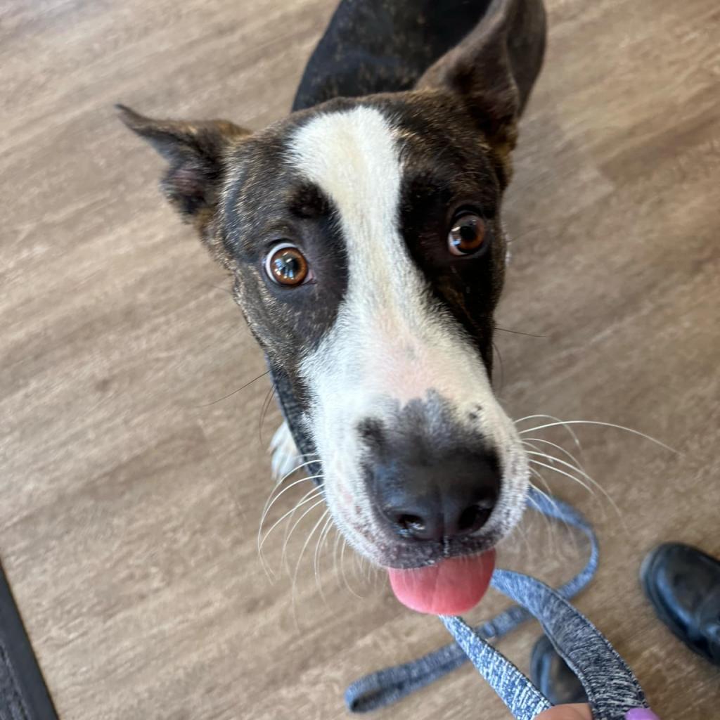 Sophie, a Adoptable mixed breed in Corpus Christi, TX image 3/6