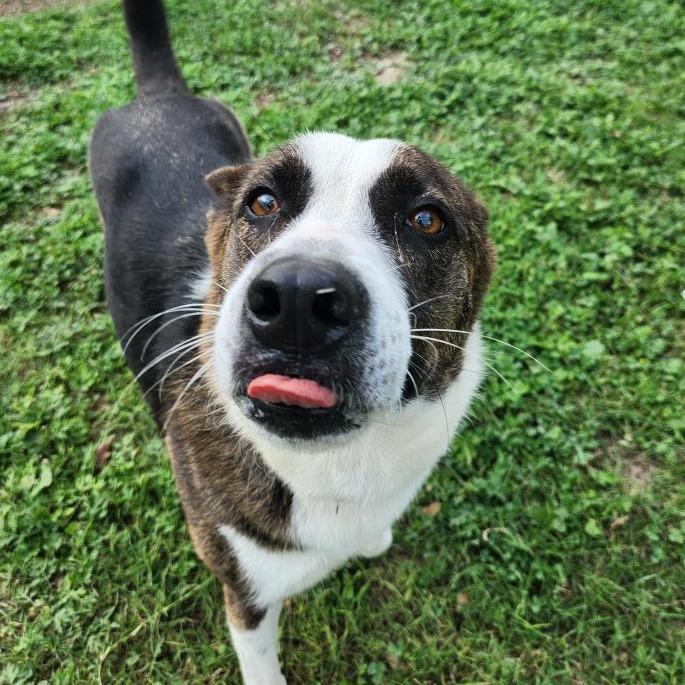 Sophie, a Adoptable mixed breed in Corpus Christi, TX image 4/6