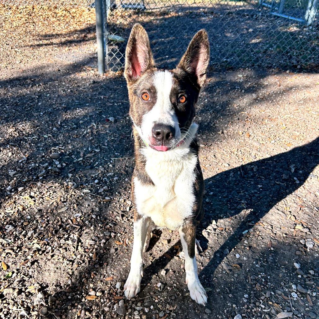 Sophie, a Adoptable mixed breed in Corpus Christi, TX image 5/6