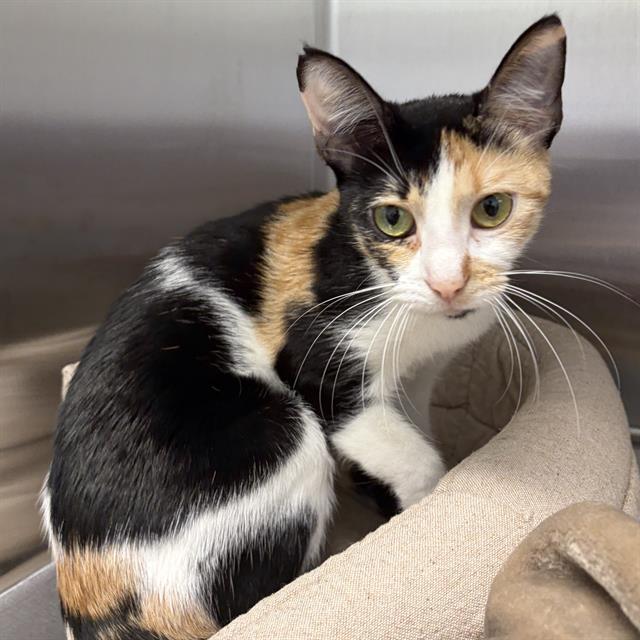 MOCHA, Adoptable, Young Female Domestic Short Hair.