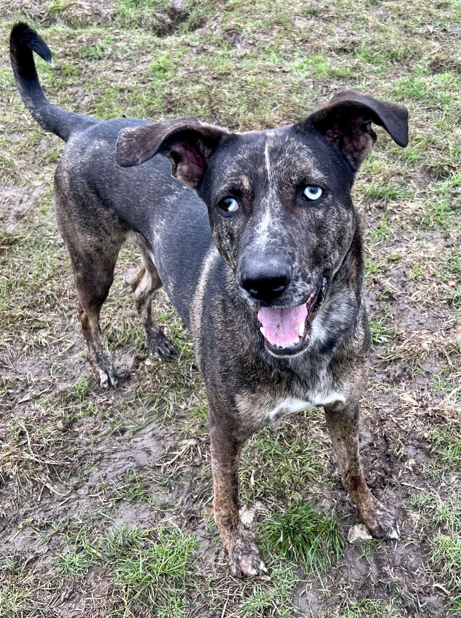 Enlarge Camo, a Adoptable Mixed Breed in Georgetown, TX image 9/11