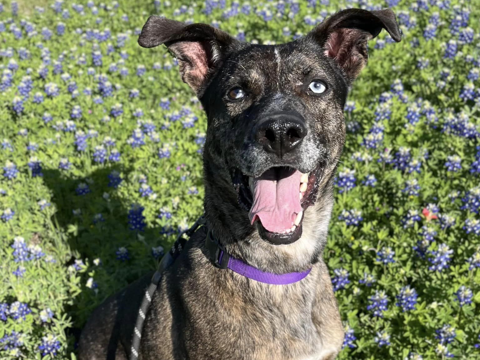 Camo, Adoptable, Adult Male Mixed Breed.