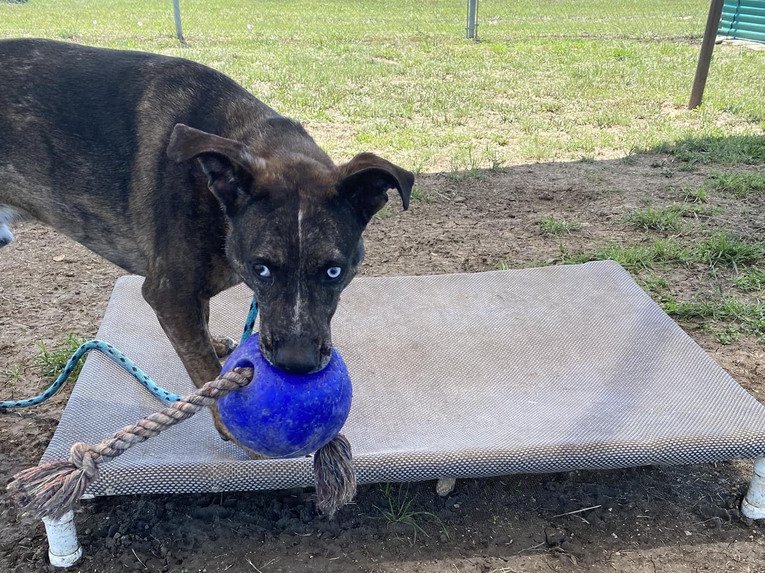 Enlarge Camo, a Adoptable Mixed Breed in Georgetown, TX image 8/11