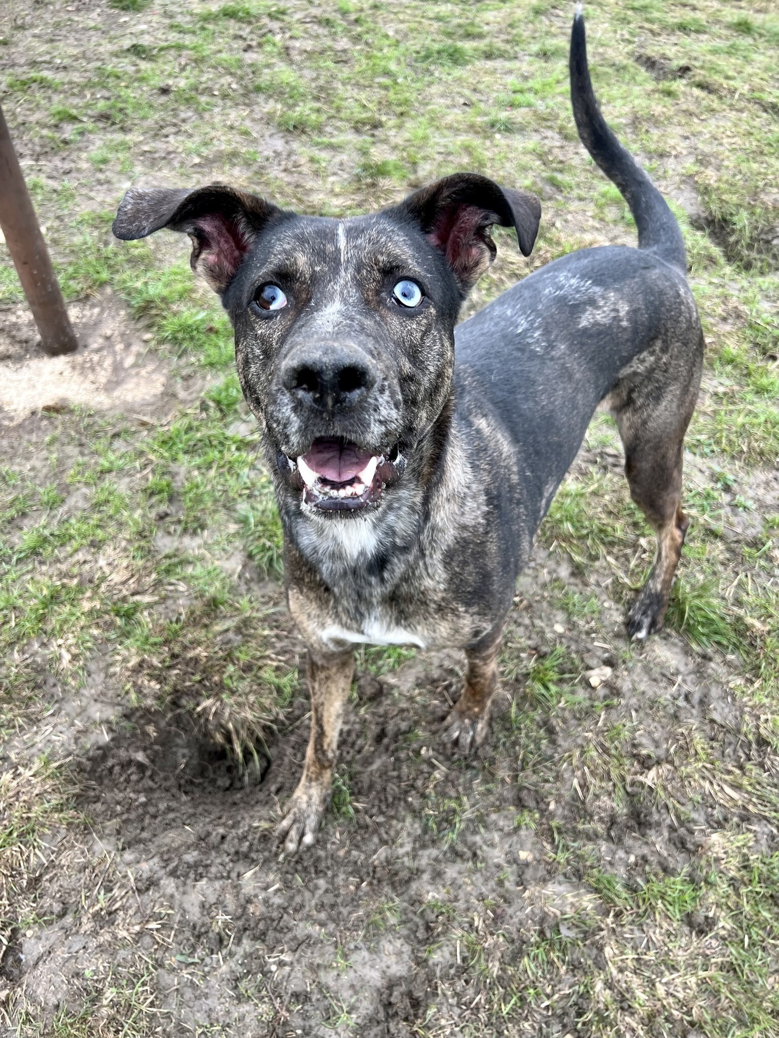 Enlarge Camo, a Adoptable Mixed Breed in Georgetown, TX image 11/11