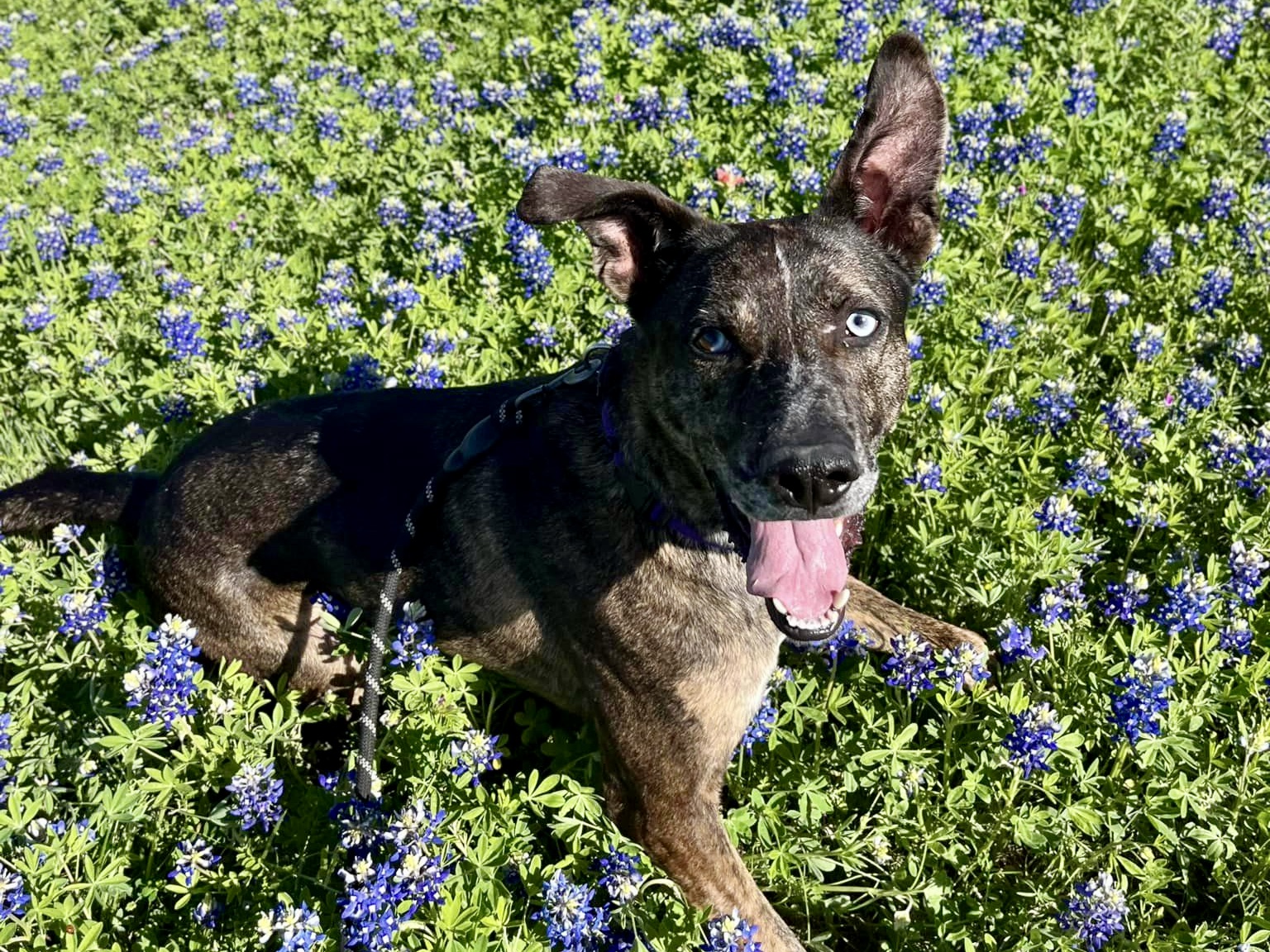 Enlarge Camo, a Adoptable Mixed Breed in Georgetown, TX image 2/11