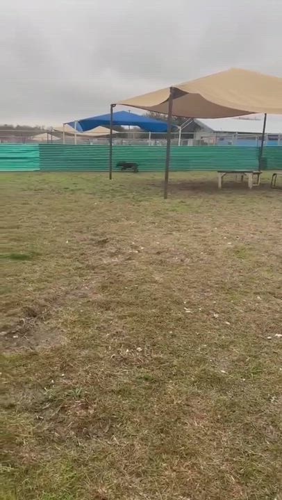 Enlarge Camo, a Adoptable Mixed Breed in Georgetown, TX video 10/11