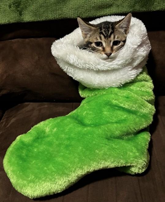 Enlarge Bitsy, a ADOPTABLE Domestic Short Hair in Farmington, MN image 3/3