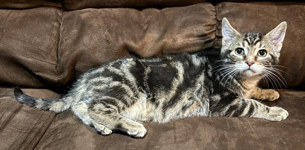 Enlarge Bitsy, a ADOPTABLE Domestic Short Hair in Farmington, MN image 2/3