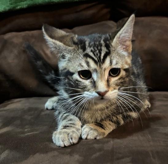 Enlarge Bitsy, a ADOPTABLE Domestic Short Hair in Farmington, MN image 1/3