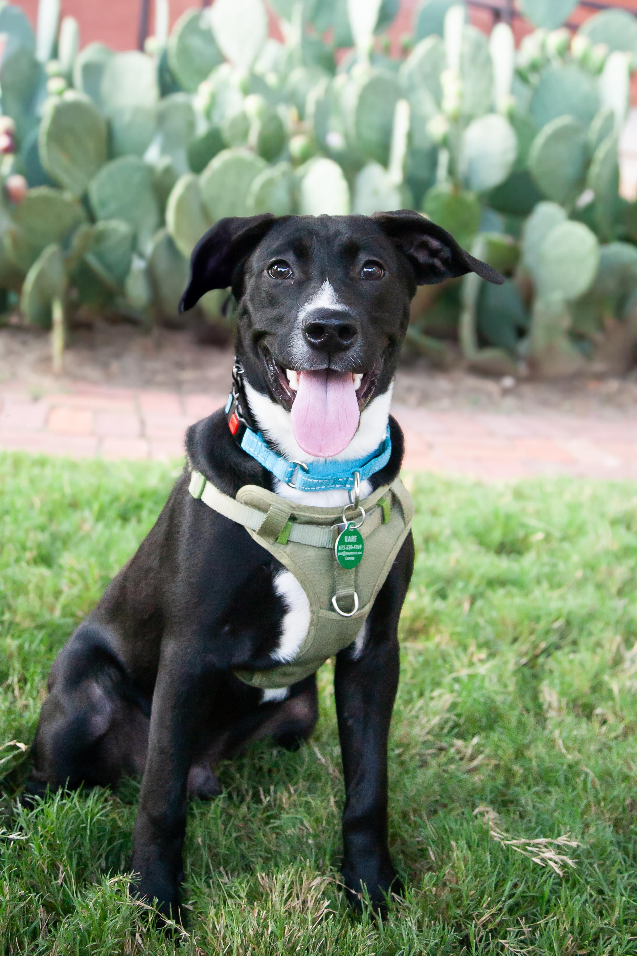 Gabe, Adoptable, Young Male Black Labrador Retriever.