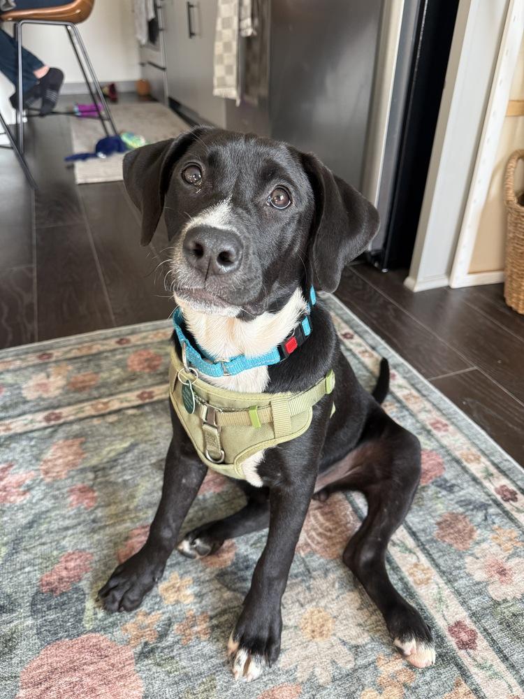 Enlarge Gabe, a Adoptable mixed breed in Nashville, TN image 5/6
