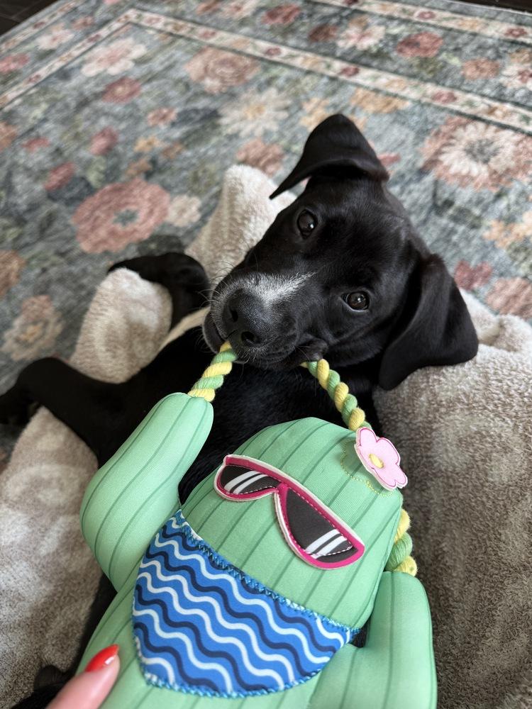 Enlarge Gabe, a Adoptable mixed breed in Nashville, TN image 6/6