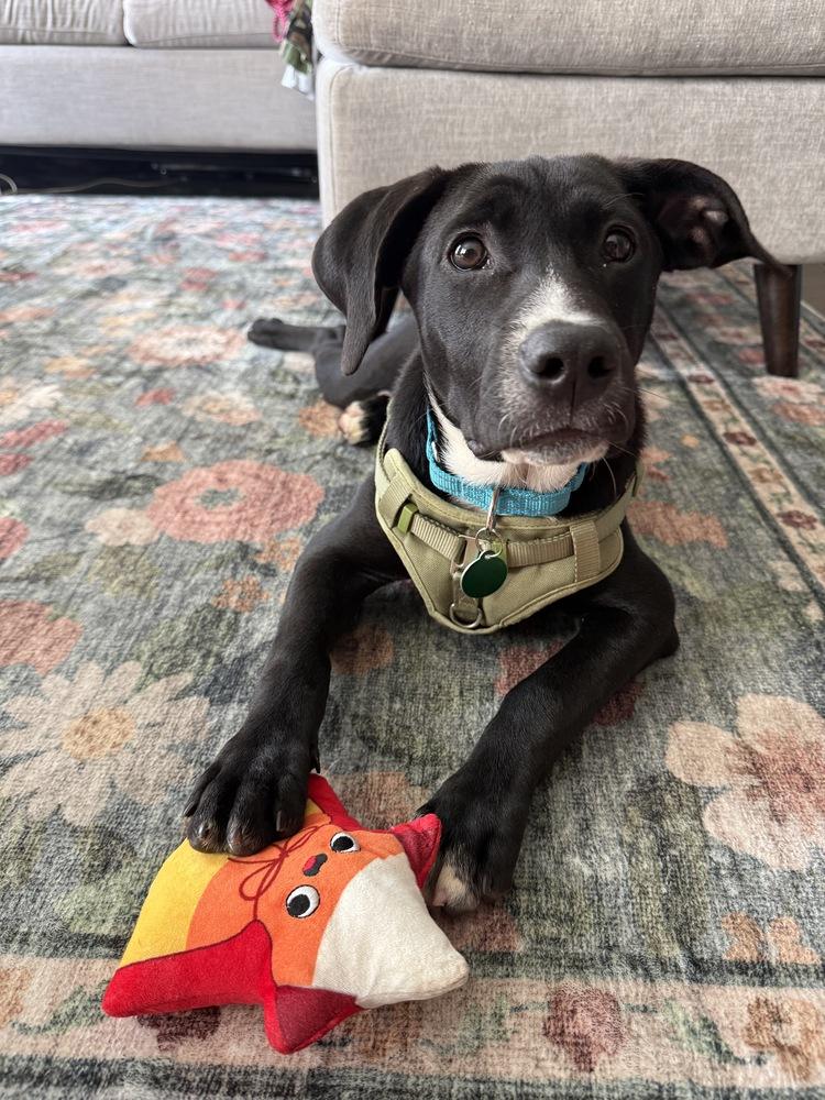 Enlarge Gabe, a Adoptable mixed breed in Nashville, TN image 4/6