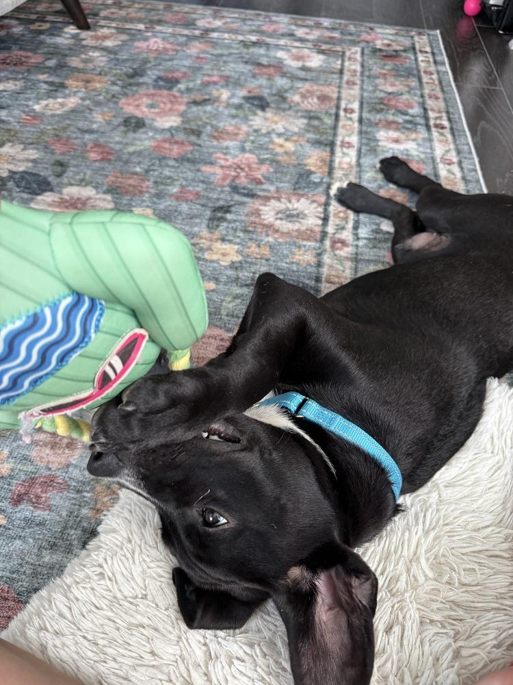 Enlarge Gabe, a Adoptable mixed breed in Nashville, TN image 2/6