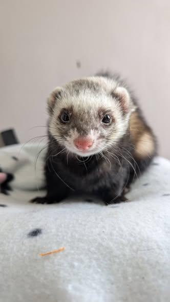 Fiona and Franklyn, a ADOPTABLE Ferret in Cleveland, OH image 2/3