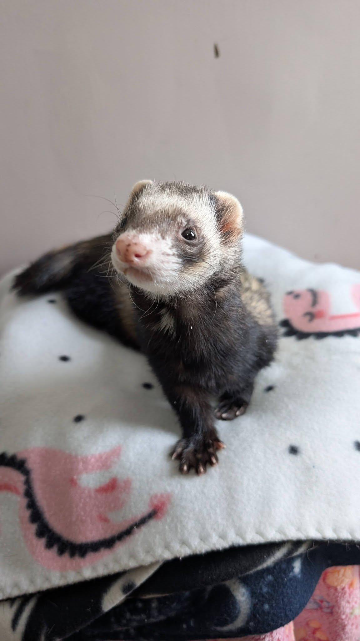 Fiona and Franklyn, a ADOPTABLE Ferret in Cleveland, OH image 1/3