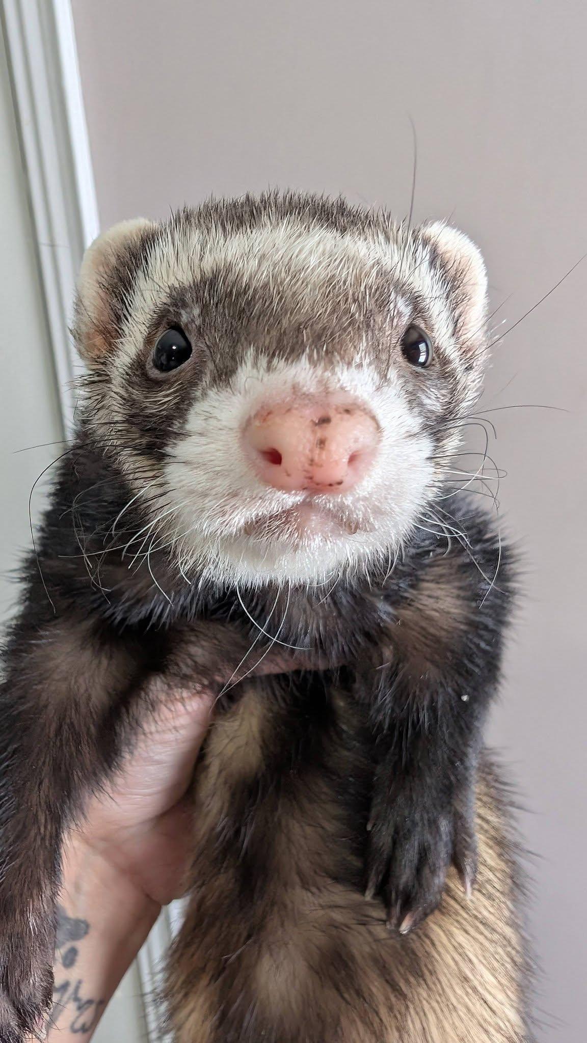 Fiona and Franklyn, a ADOPTABLE Ferret in Cleveland, OH image 3/3