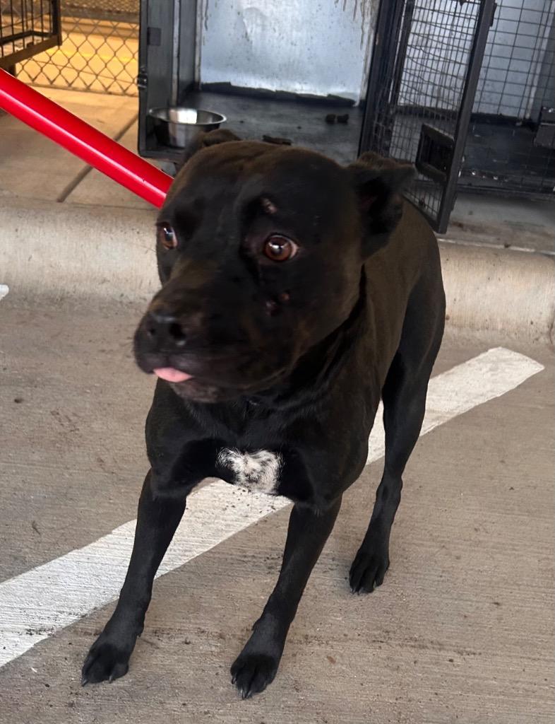 Zeva, Adoptable, Young Female Staffordshire Bull Terrier & Mixed Breed.