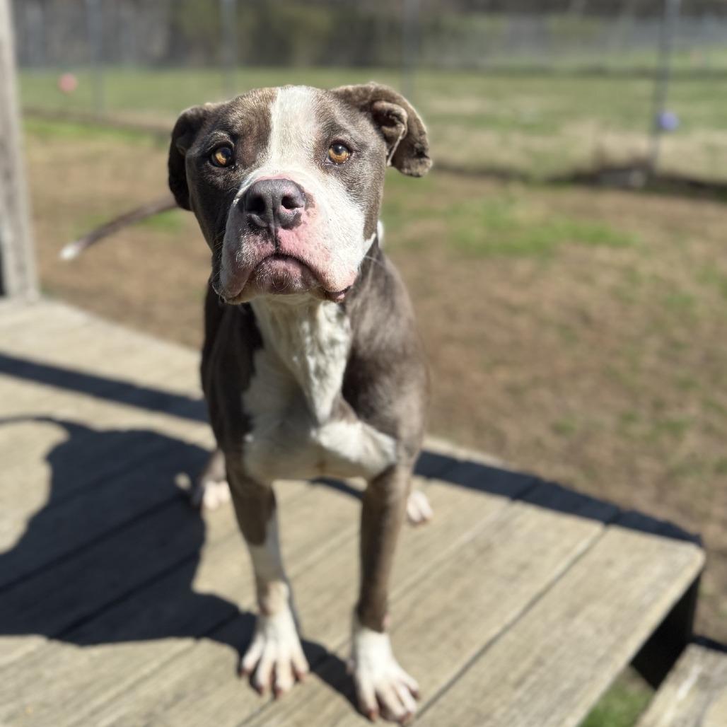 Fortnite, Adoptable, Adult Male Pit Bull Terrier.