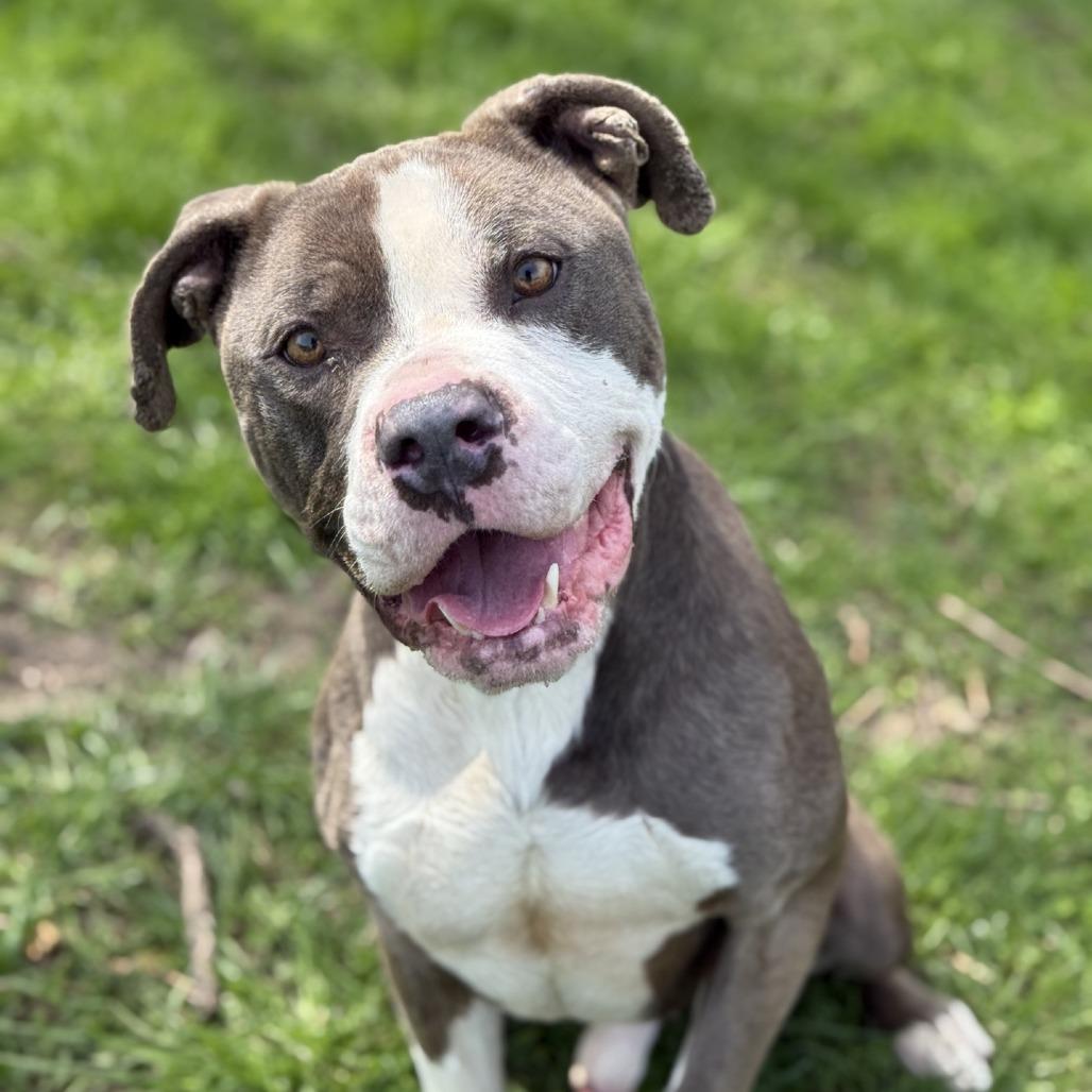 Enlarge Fortnite, a Adoptable Pit Bull Terrier in Ridgely, MD image 2/6