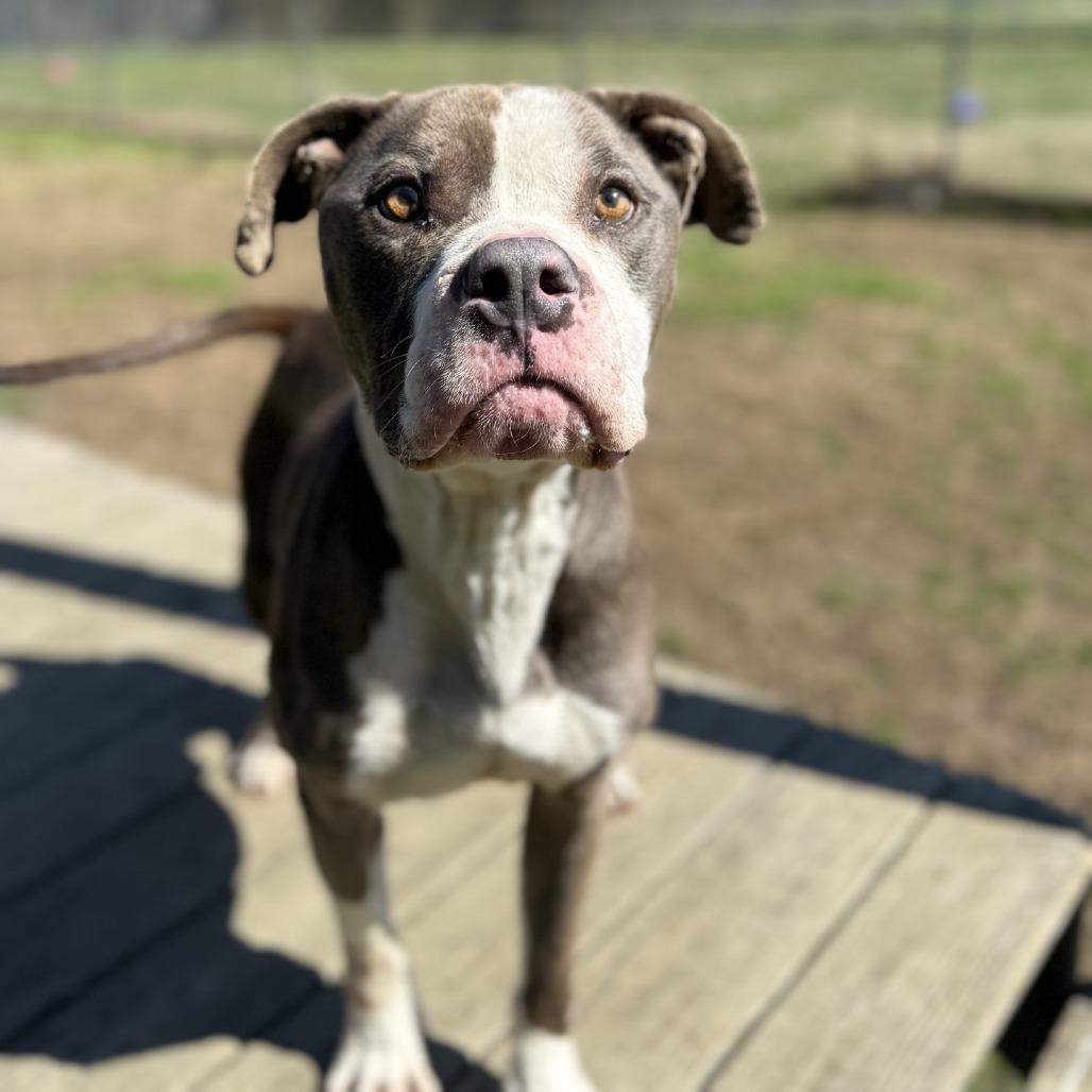 Enlarge Fortnite, a Adoptable Pit Bull Terrier in Ridgely, MD image 3/6