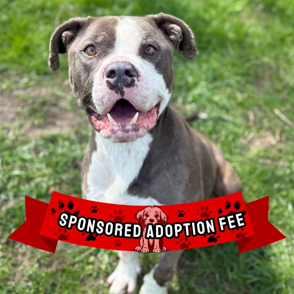Enlarge Fortnite, a Adoptable Pit Bull Terrier in Ridgely, MD image 3/6