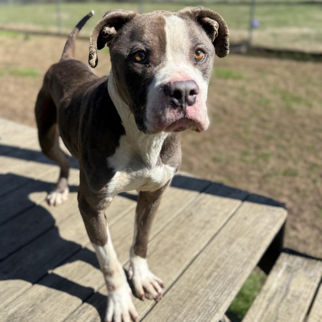Enlarge Fortnite, a Adoptable Pit Bull Terrier in Ridgely, MD image 4/6