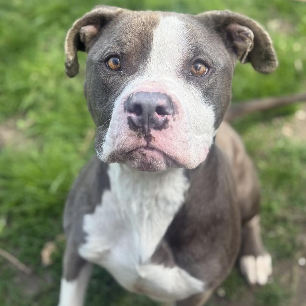 Enlarge Fortnite, a Adoptable Pit Bull Terrier in Ridgely, MD image 5/6