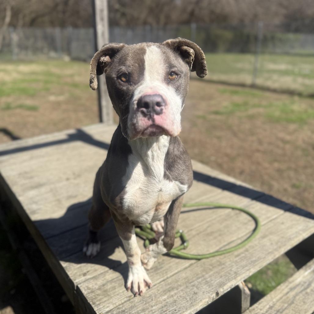 Enlarge Fortnite, a Adoptable Pit Bull Terrier in Ridgely, MD image 6/6