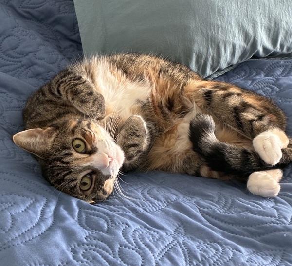 Anna, Adoptable, Adult Female Domestic Short Hair.