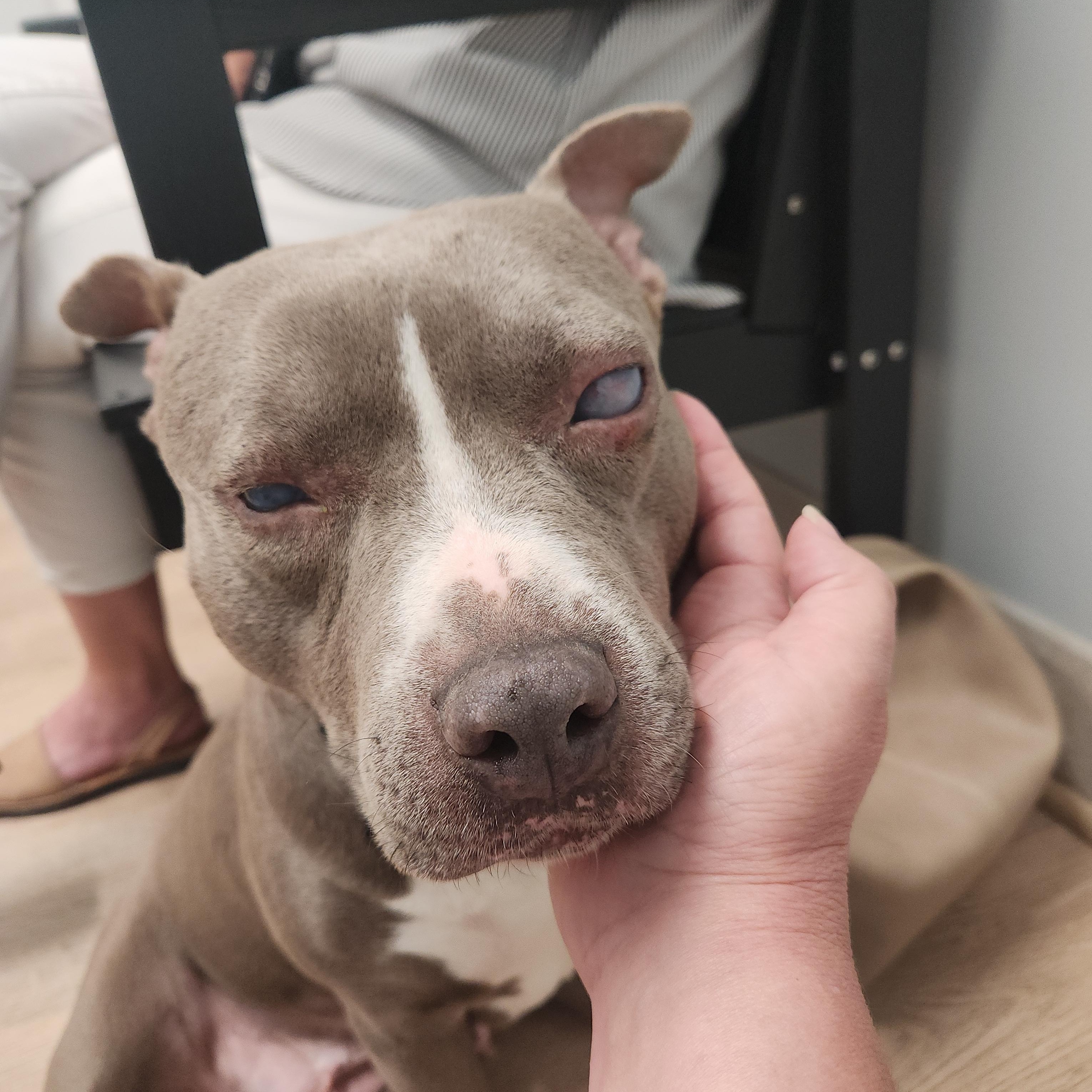 Dixie - Perfect Girl! - and Blind , a ADOPTABLE mixed breed in Buford, GA image 2/6