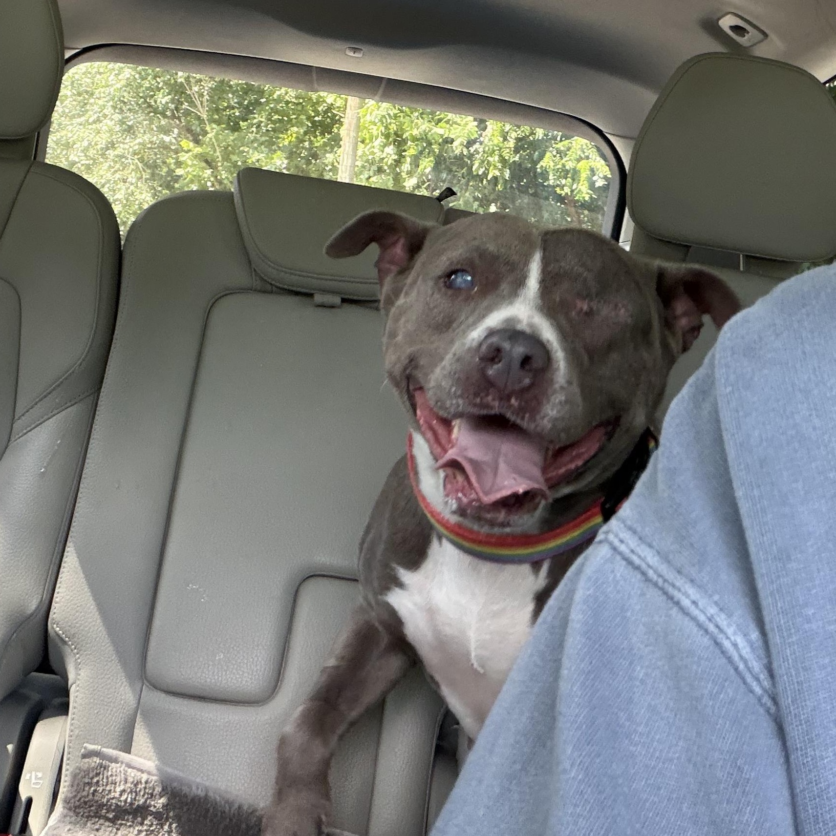 Dixie - Perfect Girl! - and Blind , ADOPTABLE, Adult Female Pit Bull Terrier & Mixed Breed.