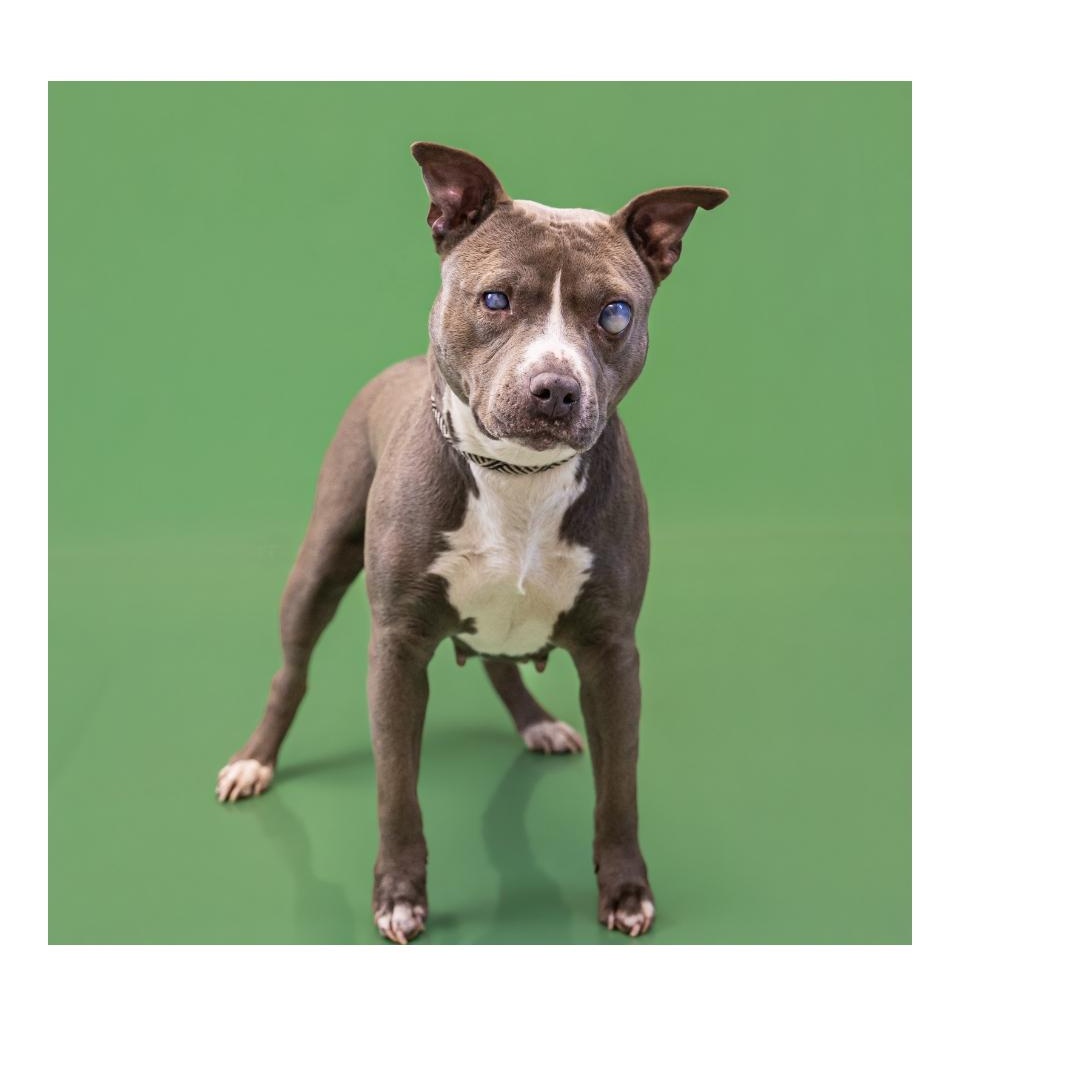 Dixie - Perfect Girl! - and Blind , a ADOPTABLE mixed breed in Buford, GA image 3/6