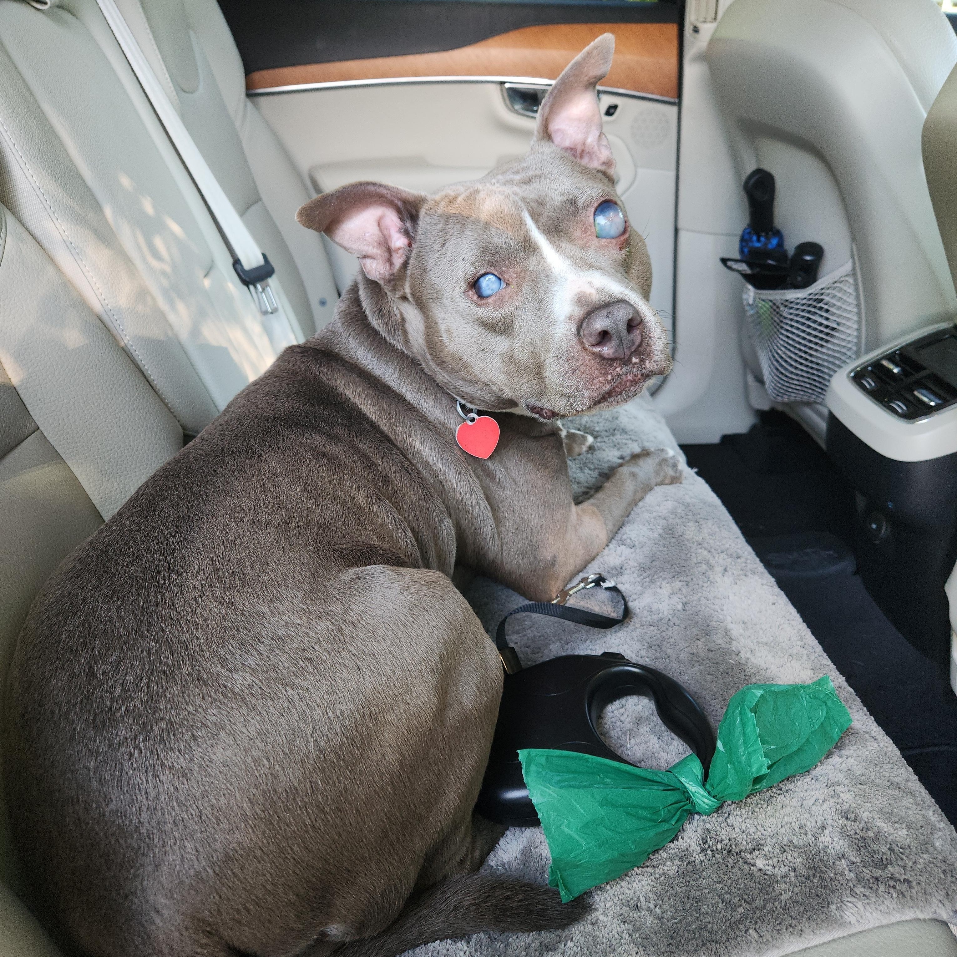 Dixie - Perfect Girl! - and Blind , a ADOPTABLE mixed breed in Buford, GA image 1/6