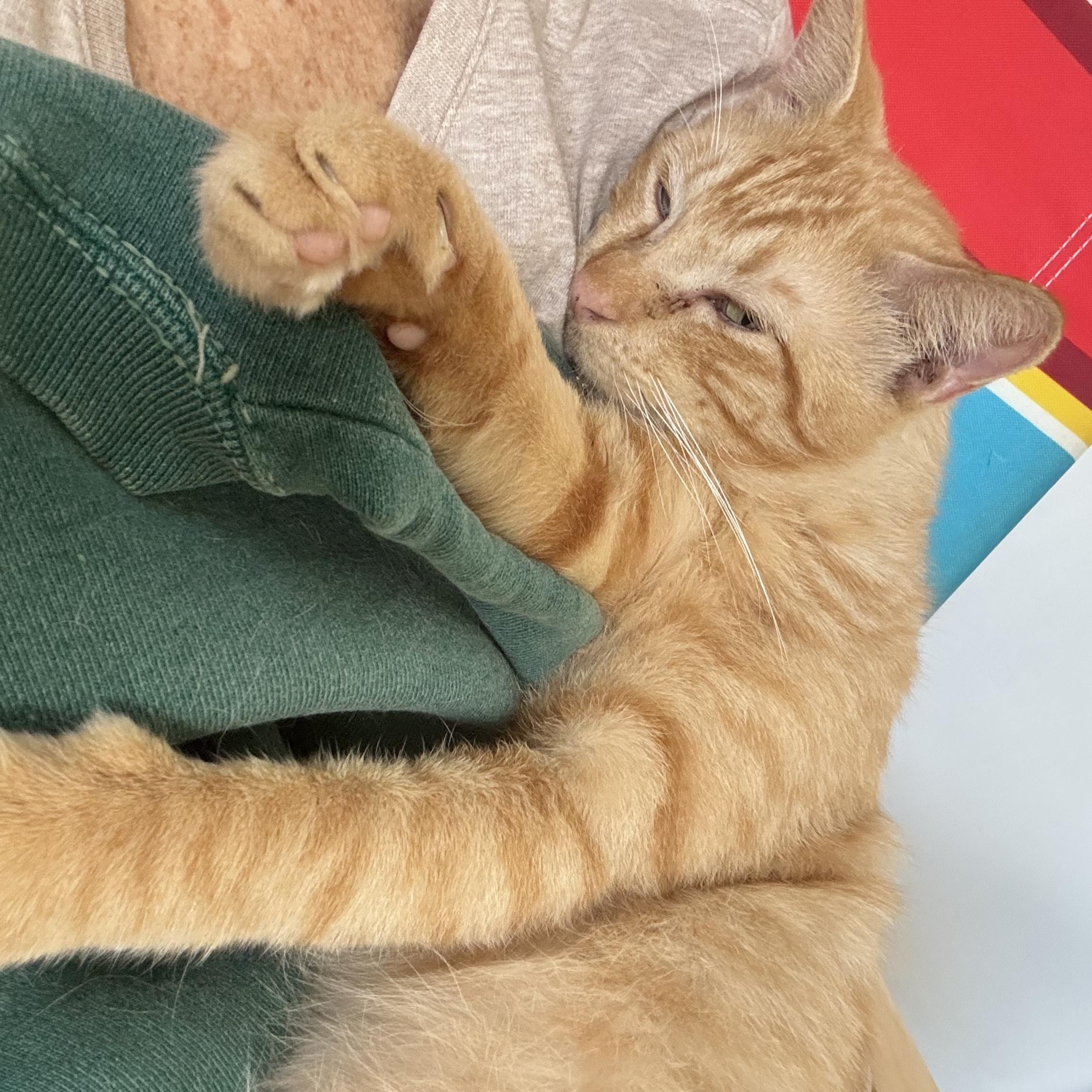 Enlarge Butters, an adopted Tabby in Boston, MA image 3/3