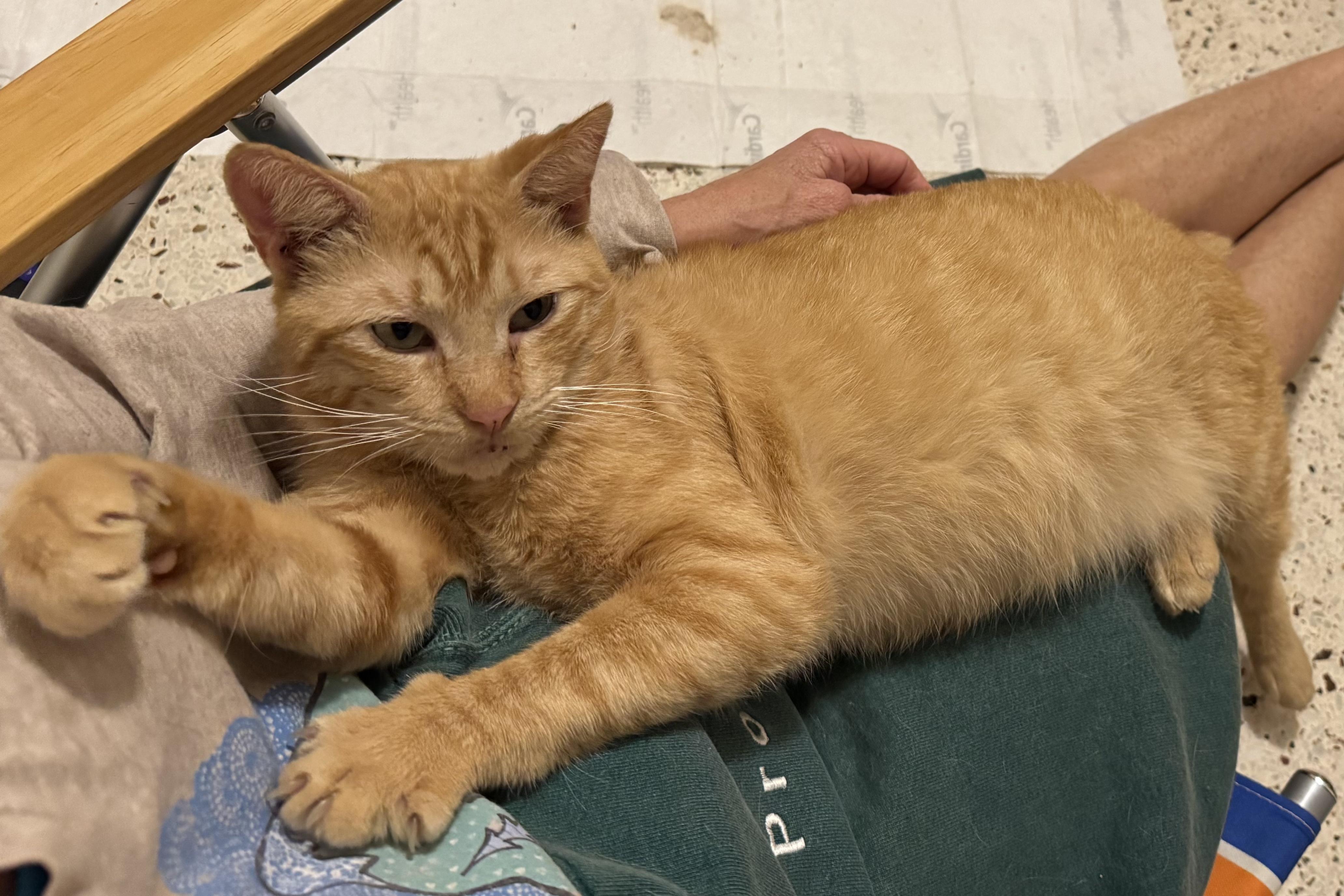 Enlarge Butters, an adopted Tabby in Boston, MA image 2/3