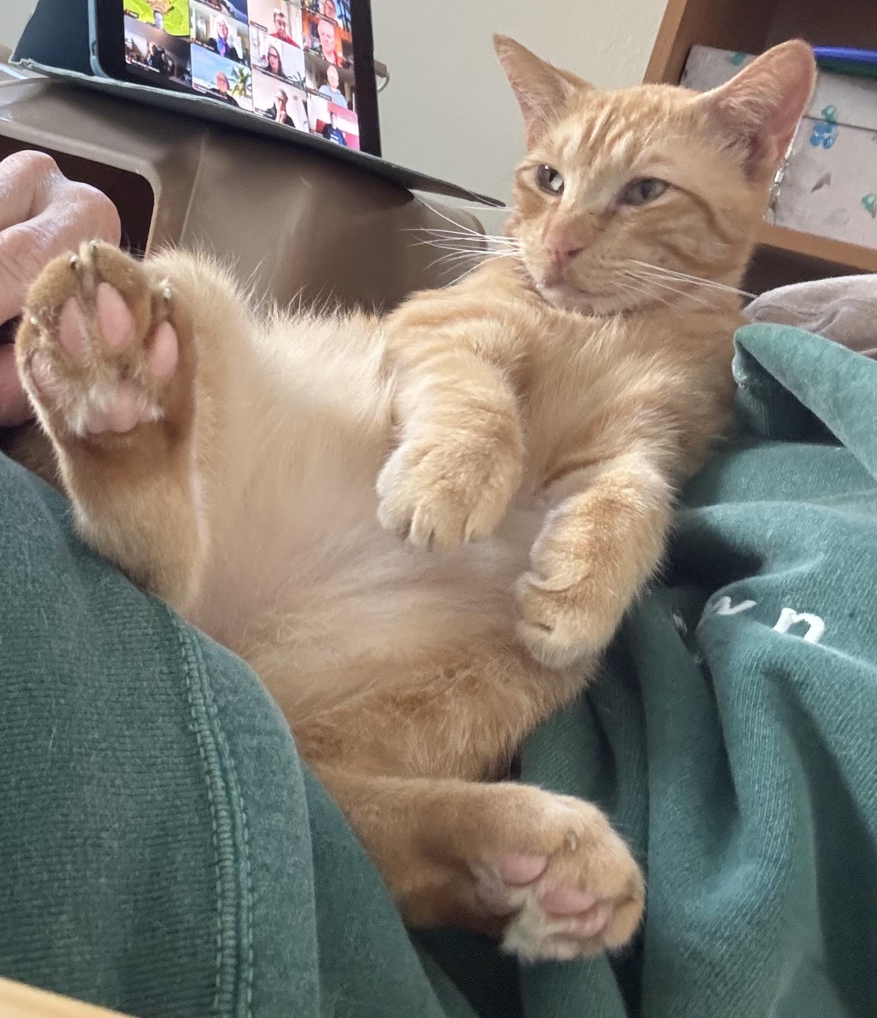 Butters, adopted, Young Male Tabby.