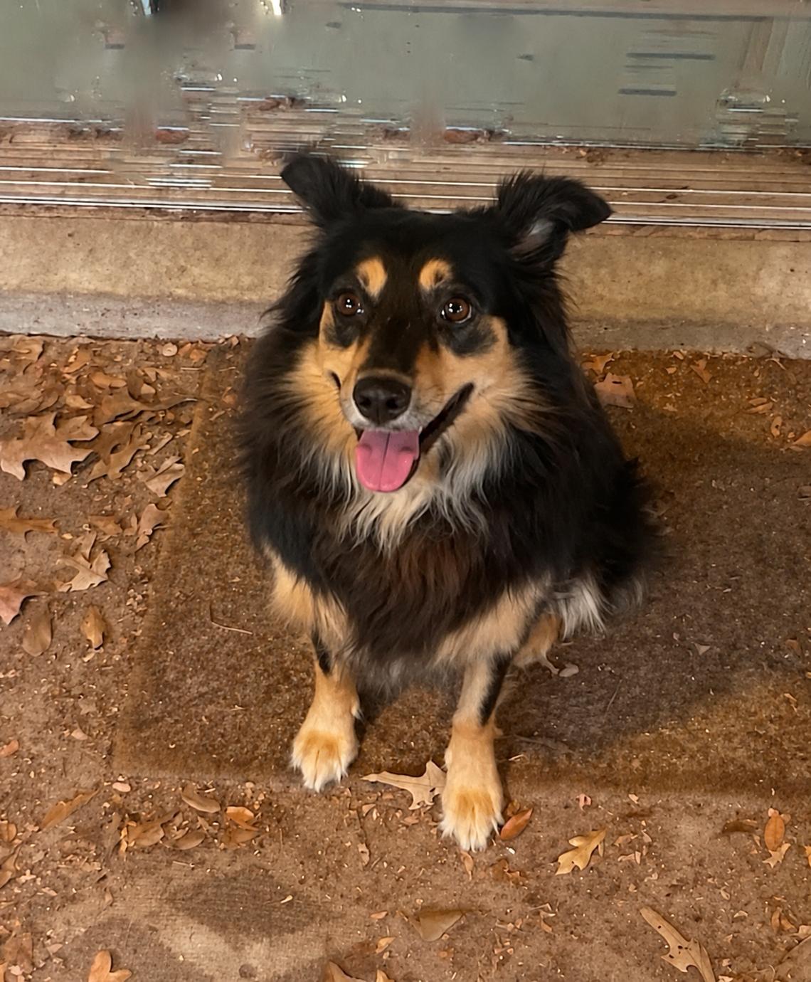 Enlarge Josie, a Adopted Australian Shepherd in Dallas, TX image 1/2