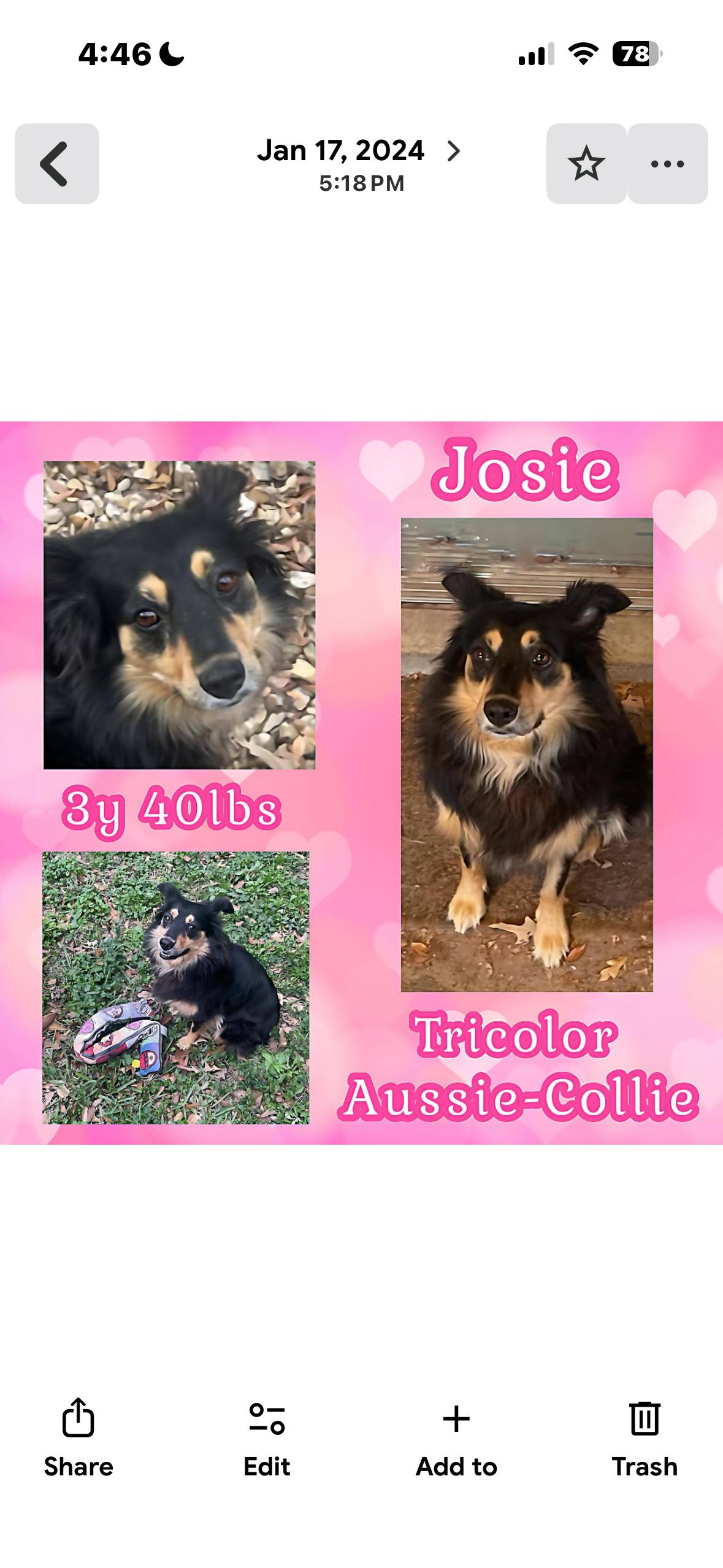 Enlarge Josie, a Adopted Australian Shepherd in Dallas, TX image 2/2