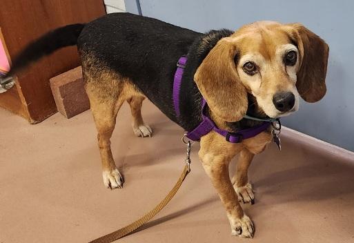Ginger Snap, a ADOPTABLE Beagle in Prince Frederick, MD image 2/2