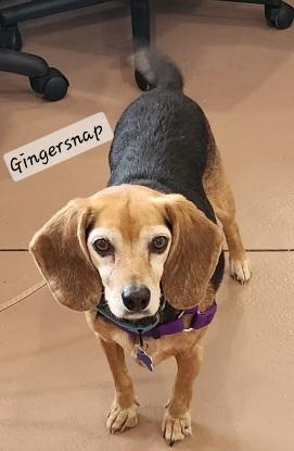Ginger Snap, ADOPTABLE, Senior Female Beagle.