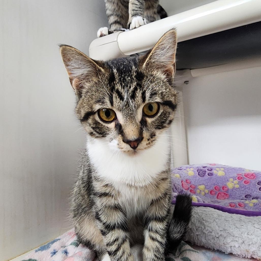 Jerry, adopted, Kitten Male Domestic Short Hair.