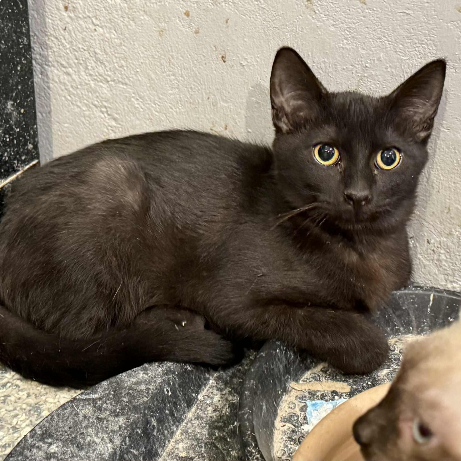 Enlarge Anise, a Adoptable mixed breed in Antioch, CA image 4/4