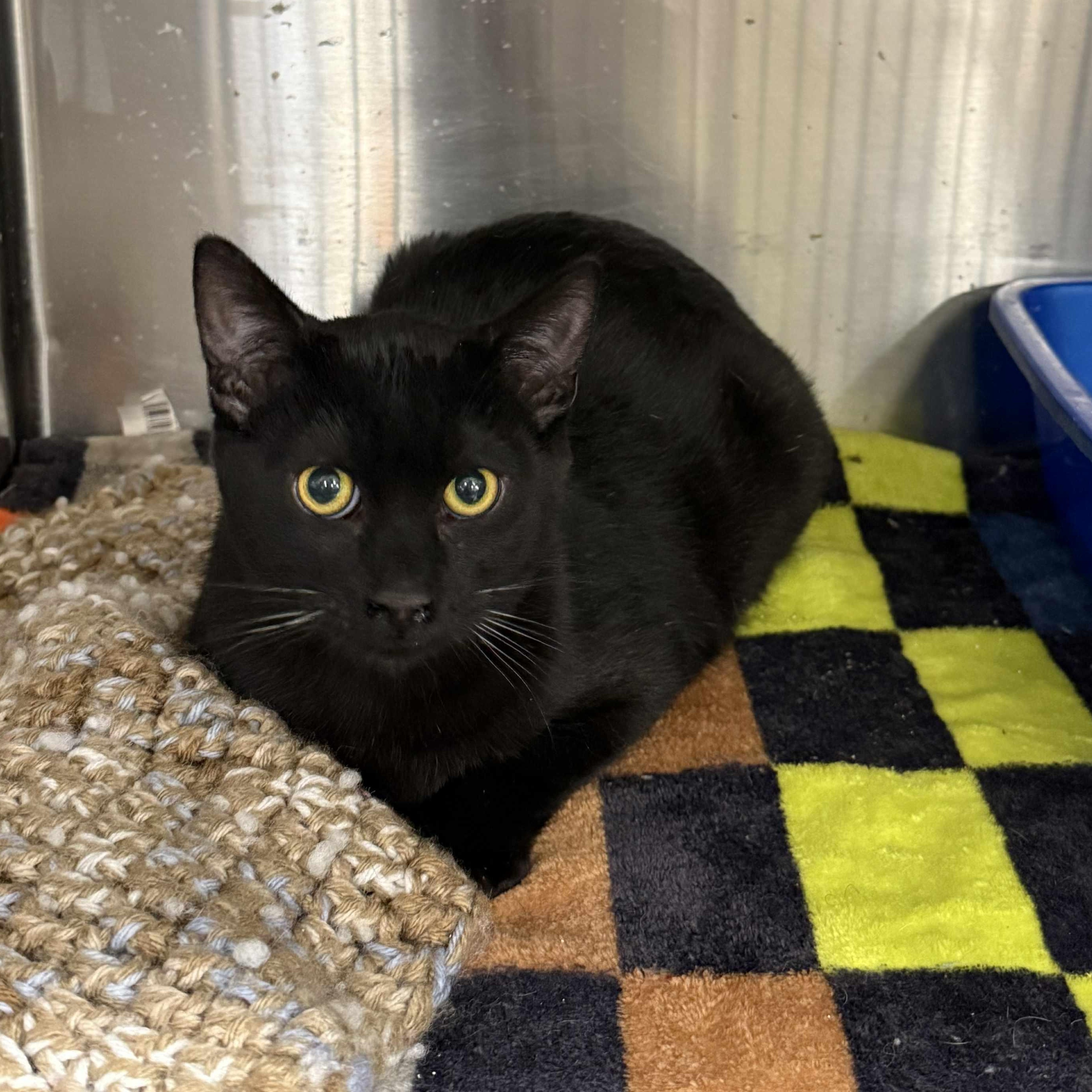 Anise, Adoptable, Kitten Male Domestic Short Hair.