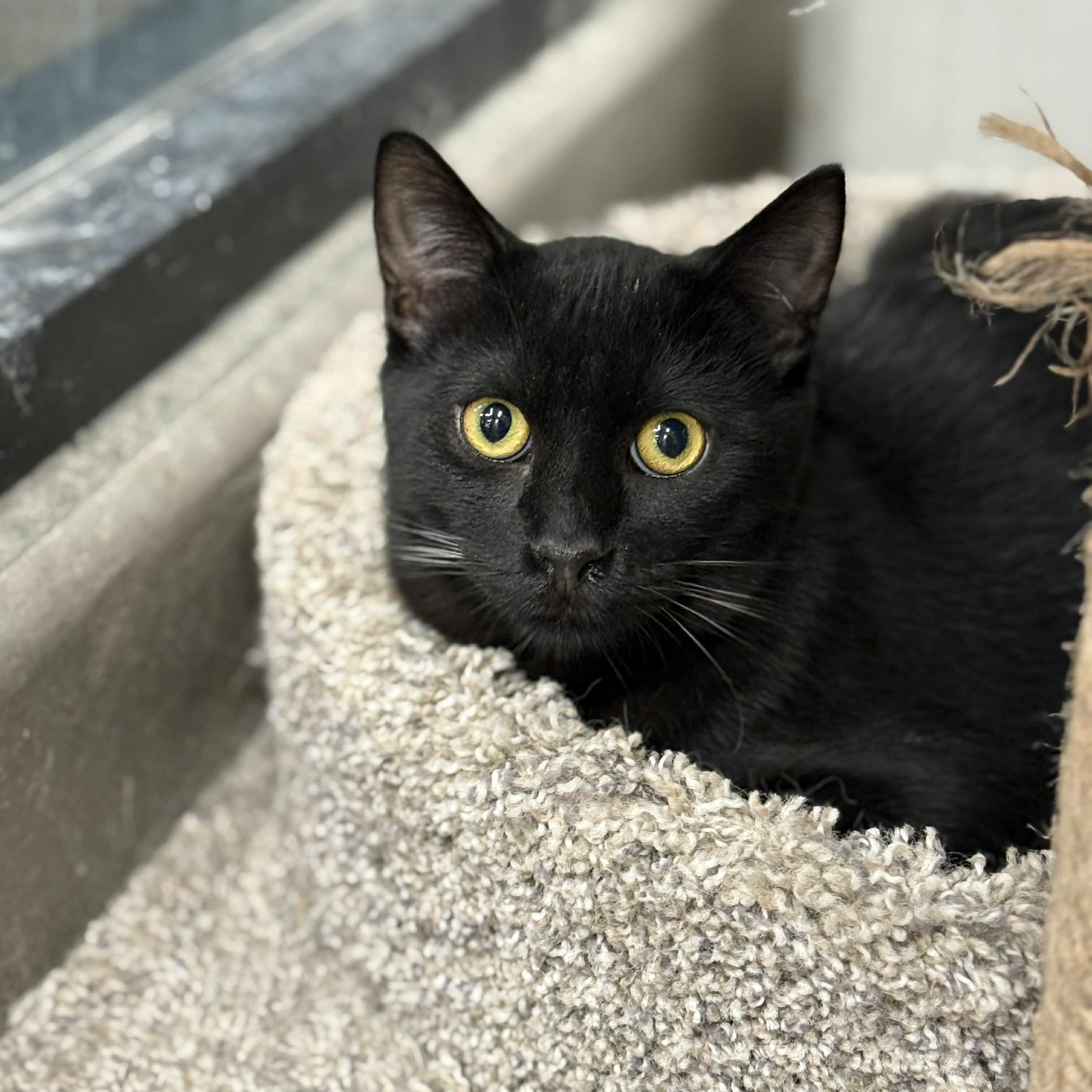 Enlarge Anise, a Adoptable mixed breed in Antioch, CA image 1/4