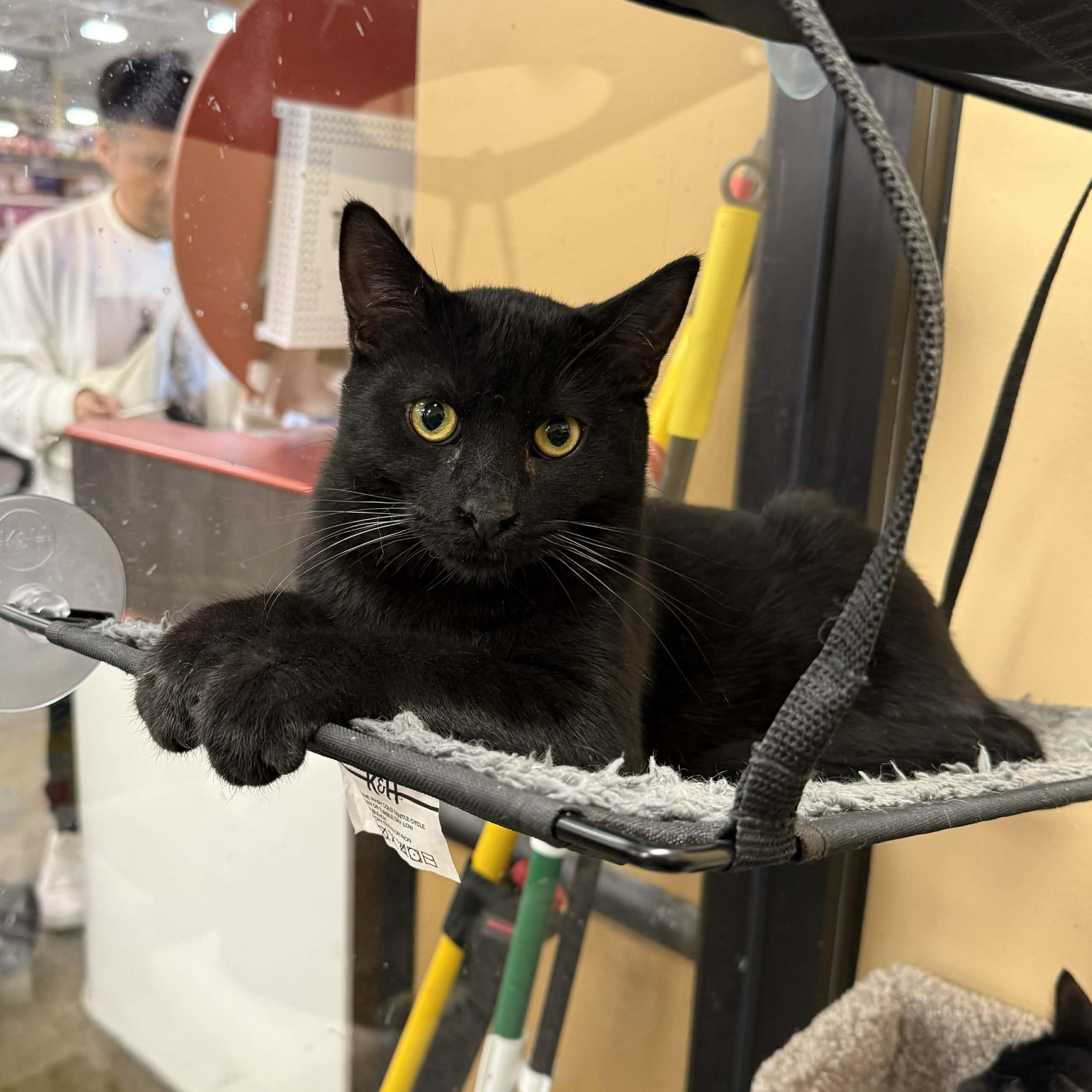 Enlarge Anise, a Adoptable mixed breed in Antioch, CA image 2/5