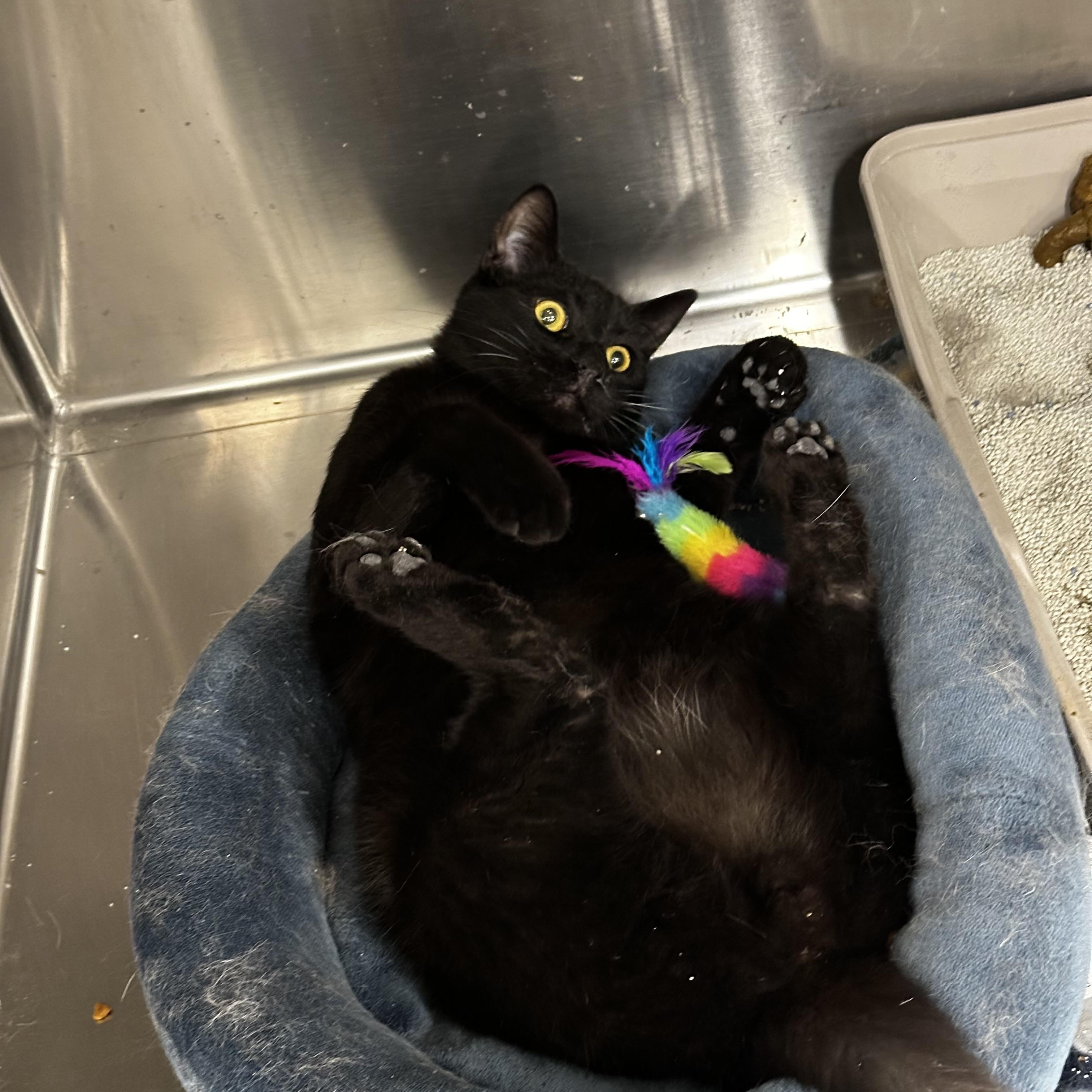 Enlarge Anise, a Adoptable mixed breed in Antioch, CA image 1/6