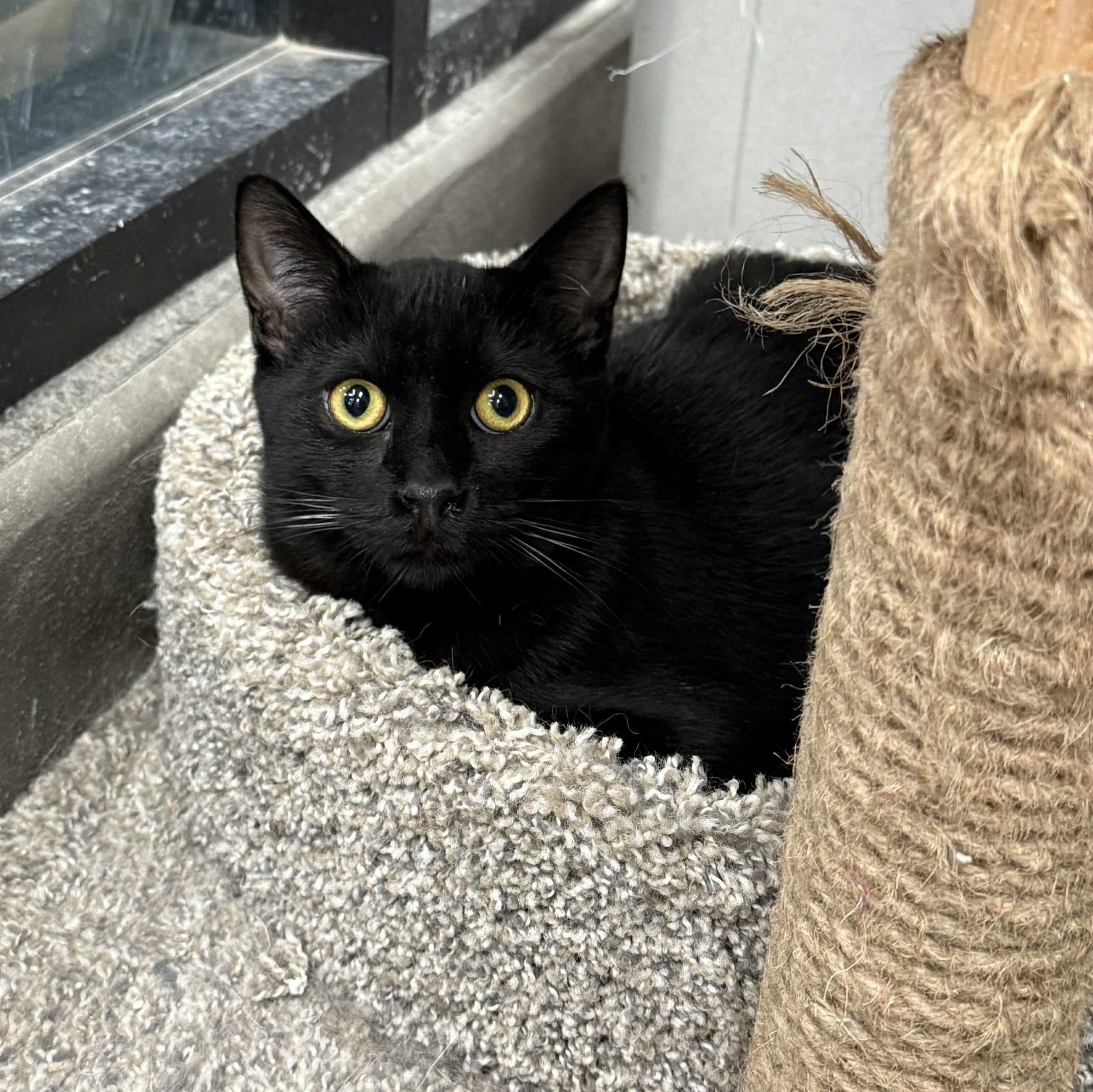 Enlarge Anise, a Adoptable mixed breed in Antioch, CA image 3/4