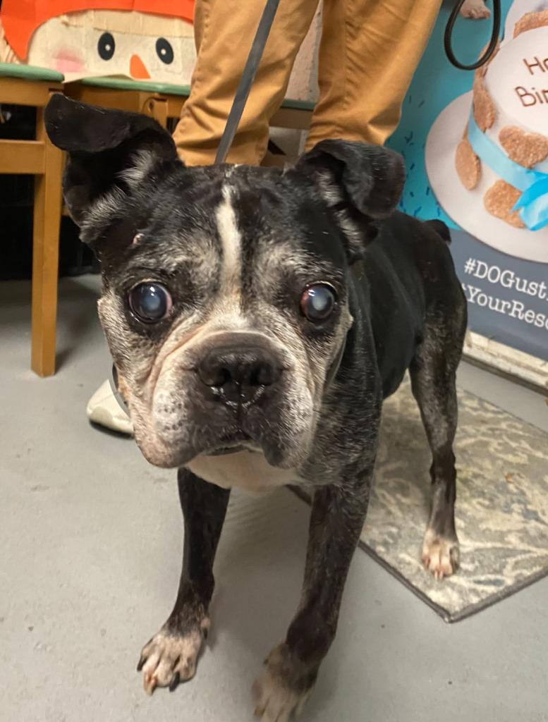 Melvin, Adoptable, Adult Male Boston Terrier.